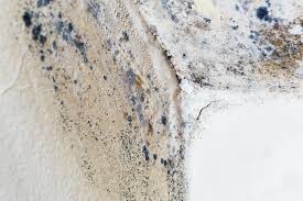 Mold Odor Removal Services in Rock Island, IL